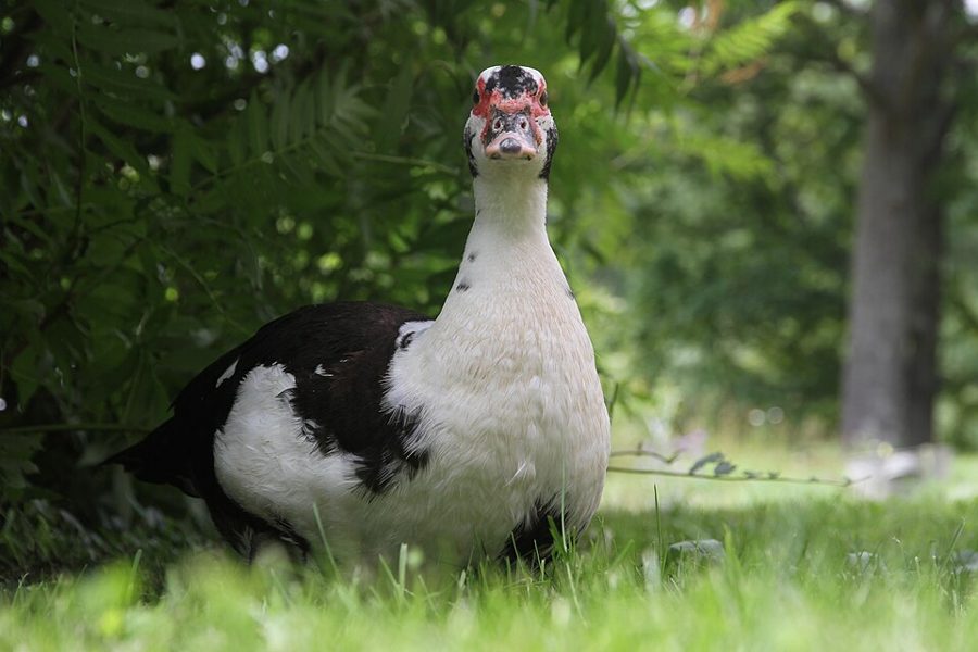 Duck (Dressed)