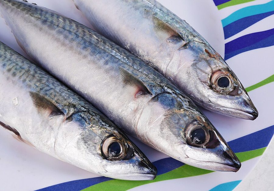 Fresh Mackerel