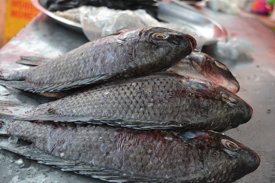 Tilapia