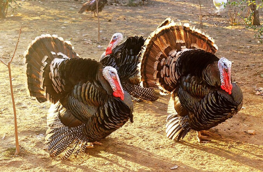 Turkey (Dressed)