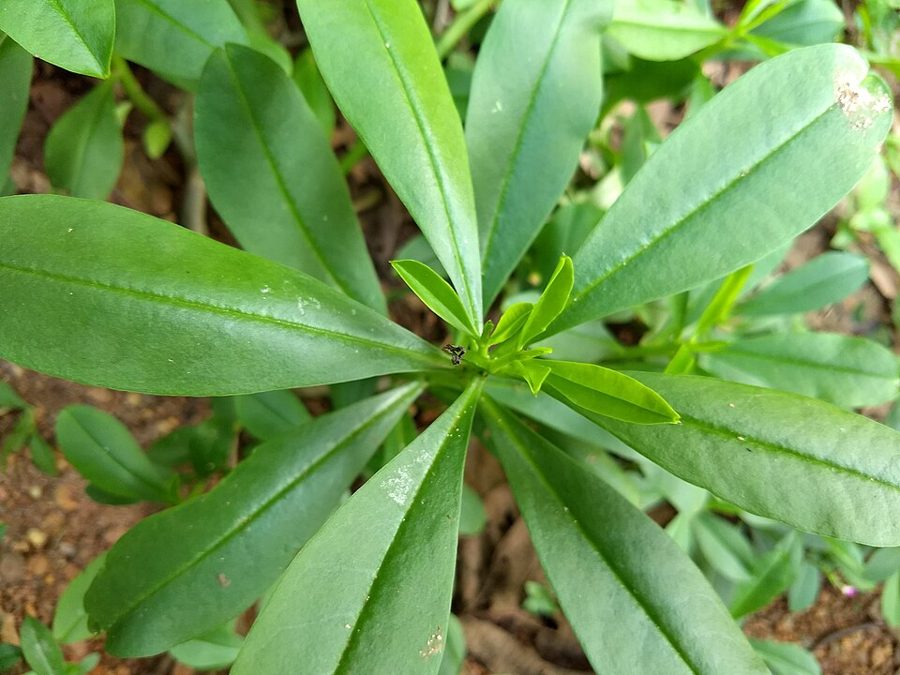 Waterleaf