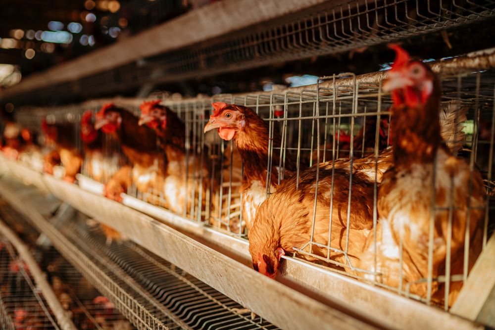 Live Chicken