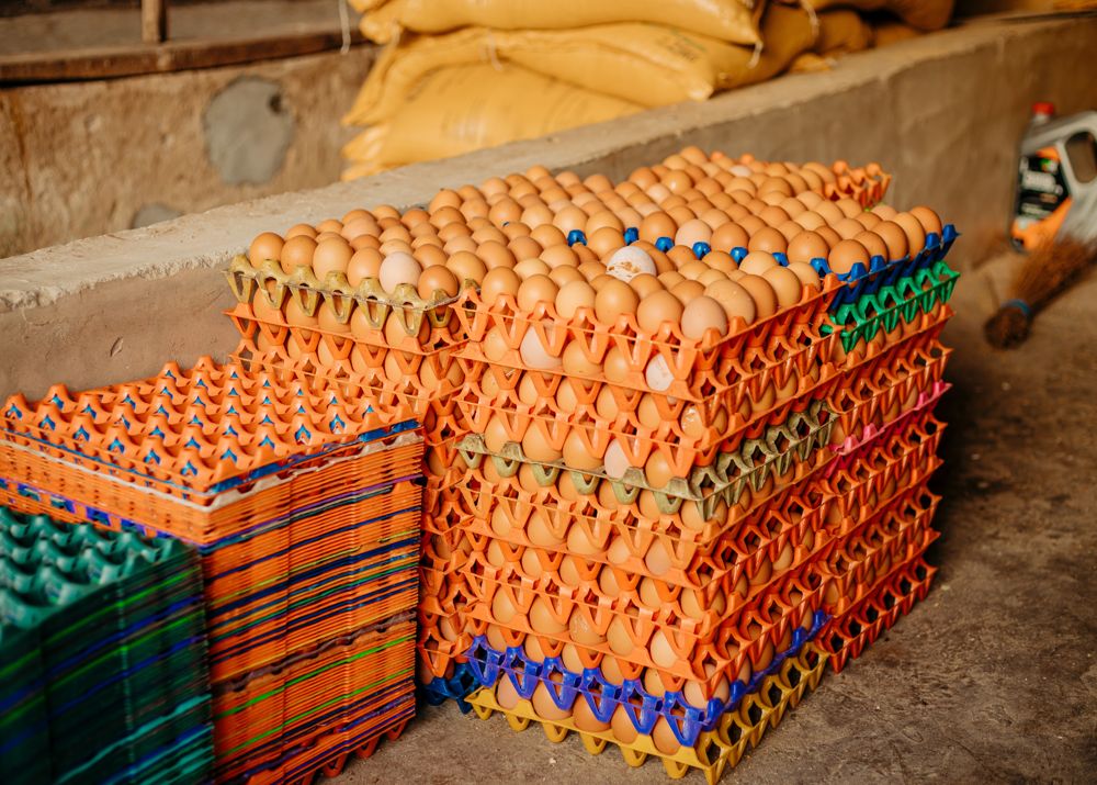 Farm Eggs