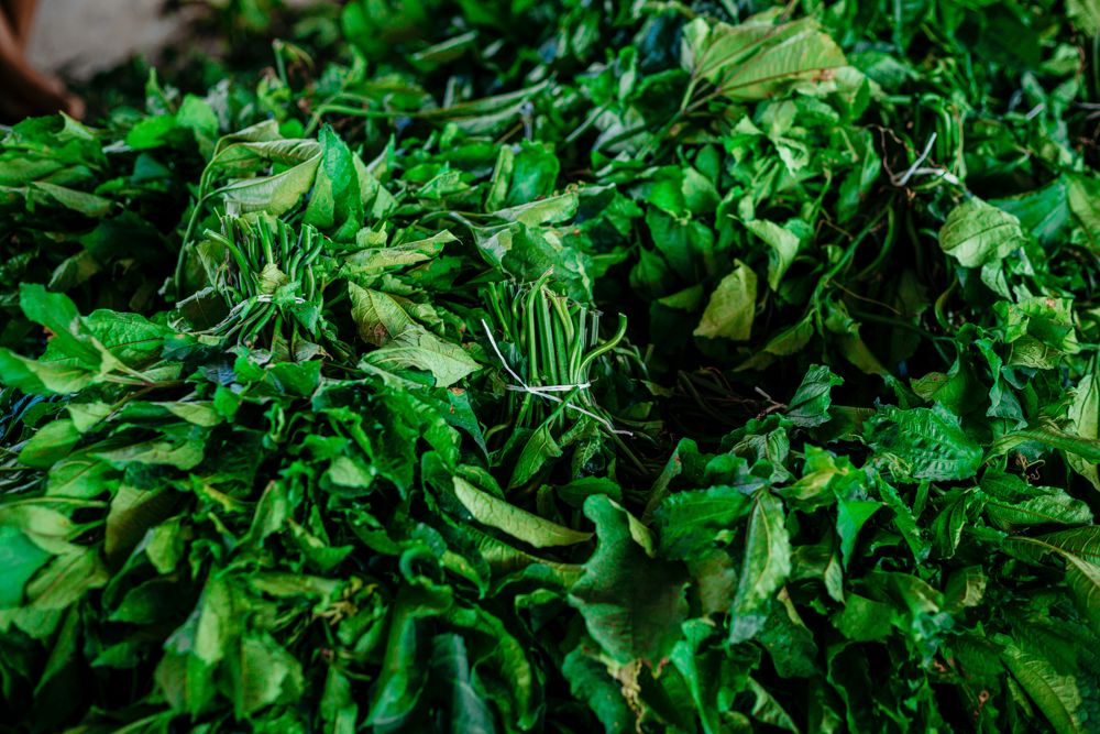 Ugu (Fluted Pumpkin)