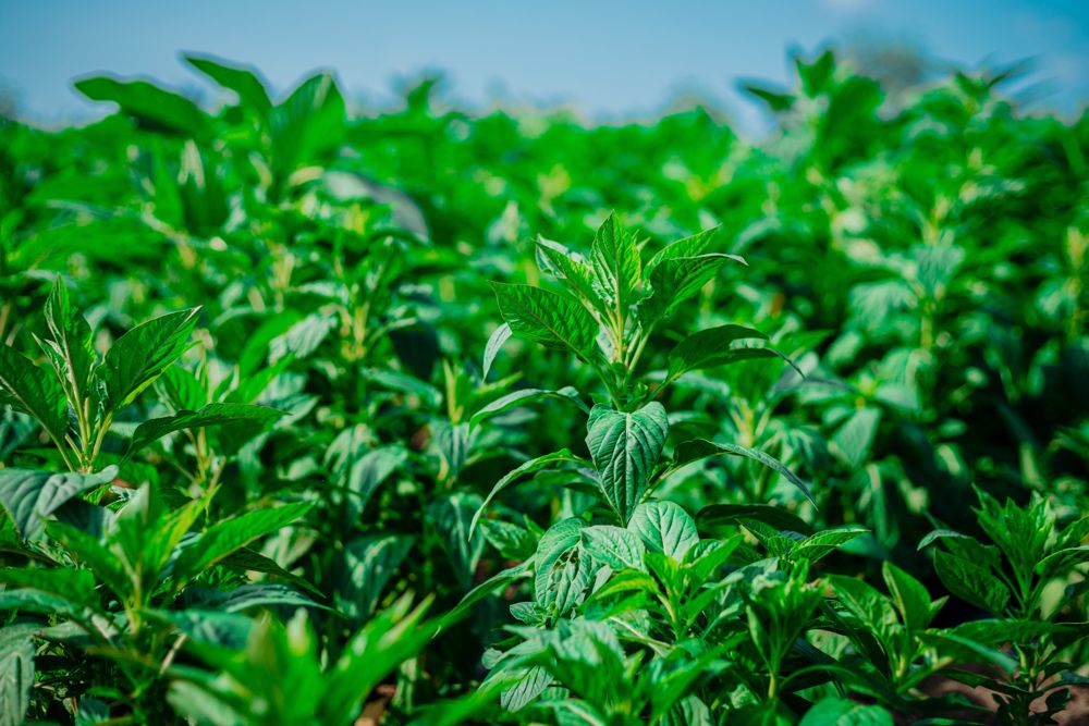 Fresh farm vegetables